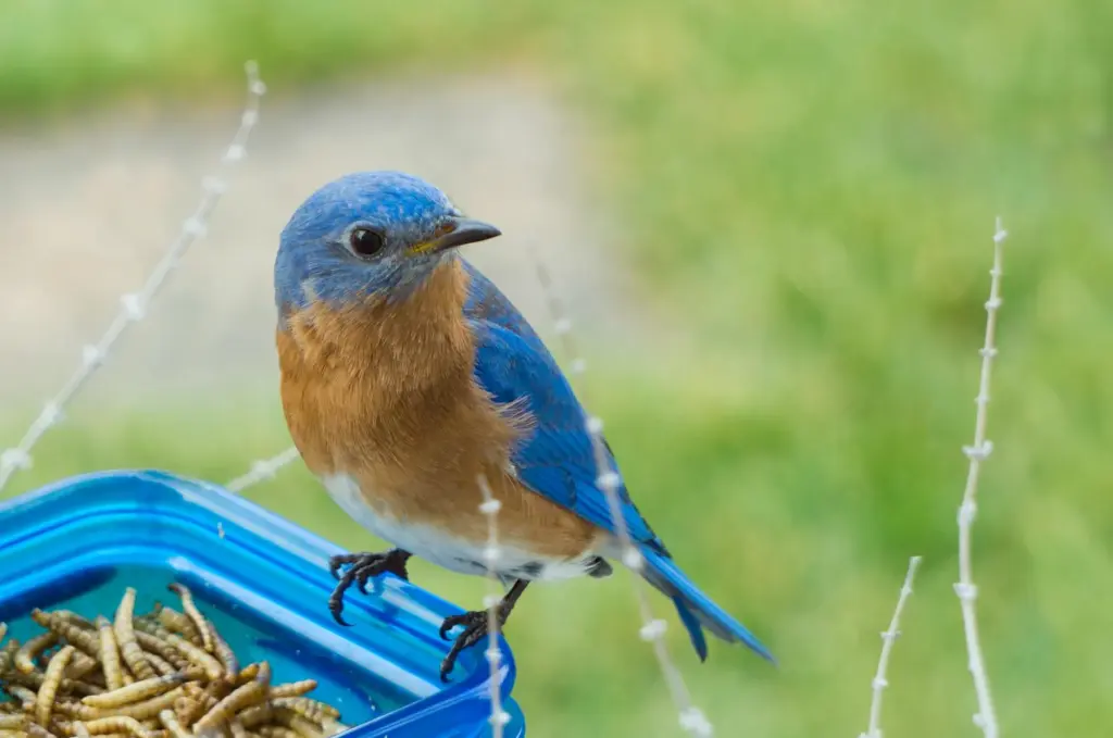 Close-up of a colorful Eastern Bluebird perched on a container of worms outdoors.