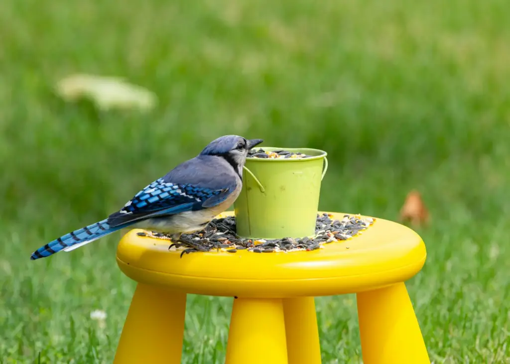 A vibrant blue jay perched on a table enjoying seeds outdoors in Canonsburg, Pennsylvania.