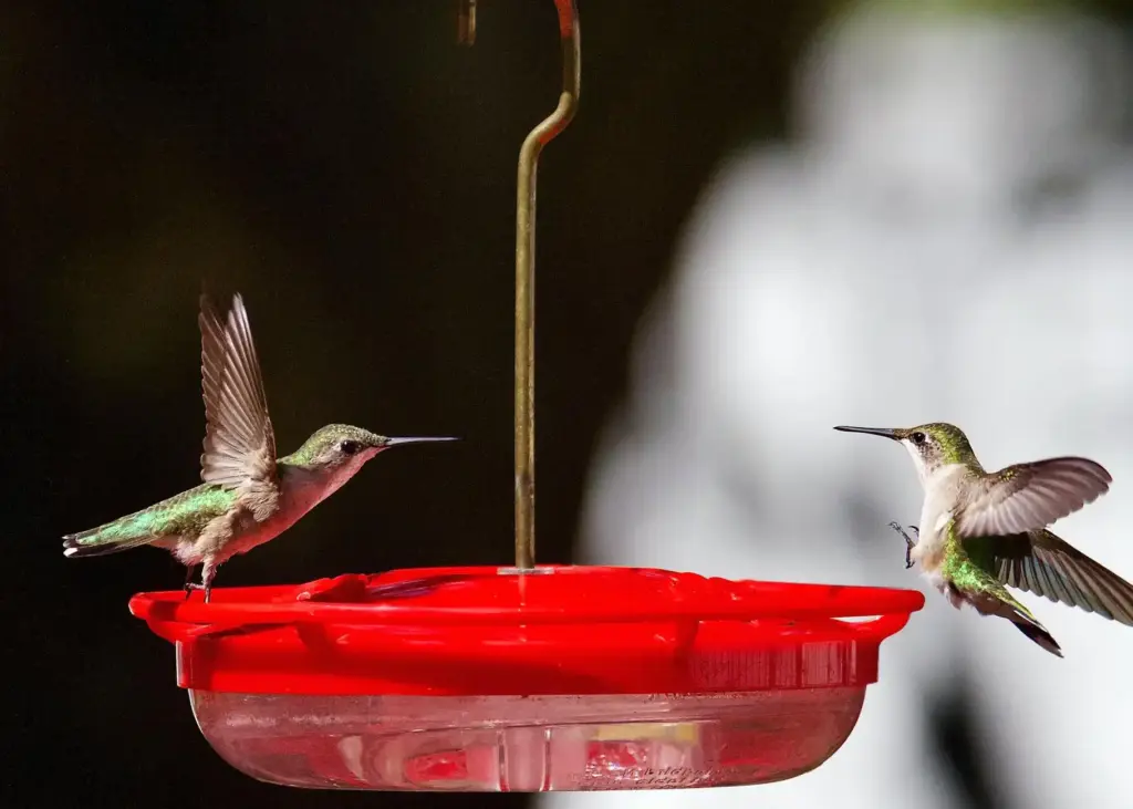 Close-up of two hummingbirds feeding at a water feeder in Athens, Alabama.