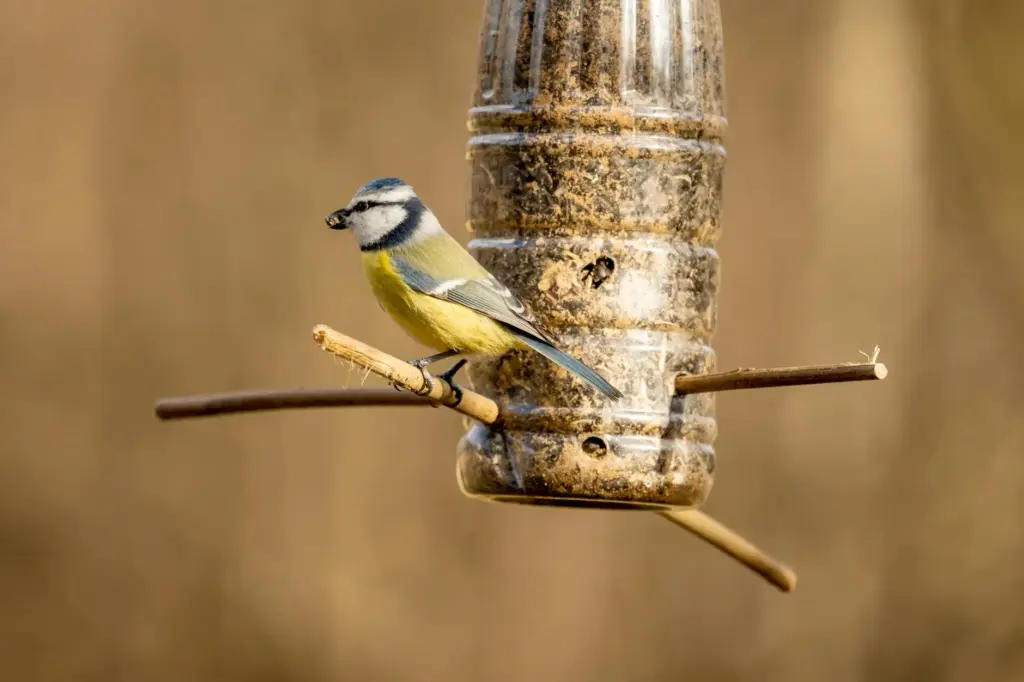 A bluetit perched on a homemade bird feeder with a blurred natural background.