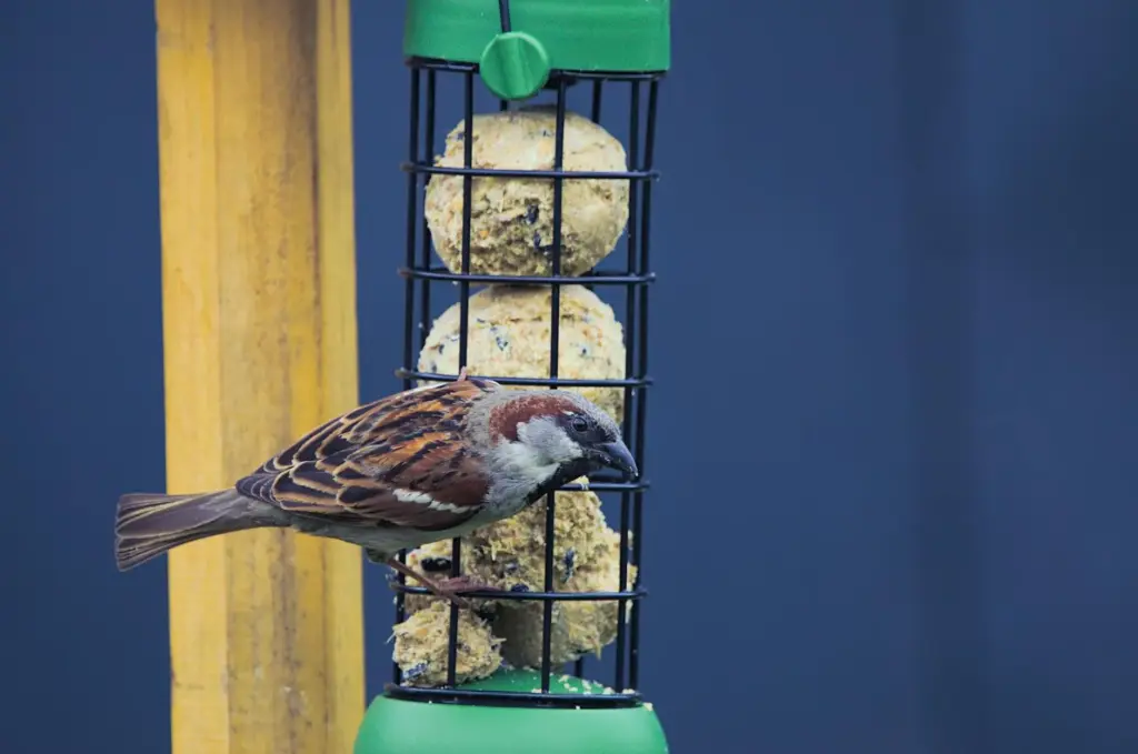 House sparrow perching on a feeder, eating seeds in Salzgitter, Germany.
