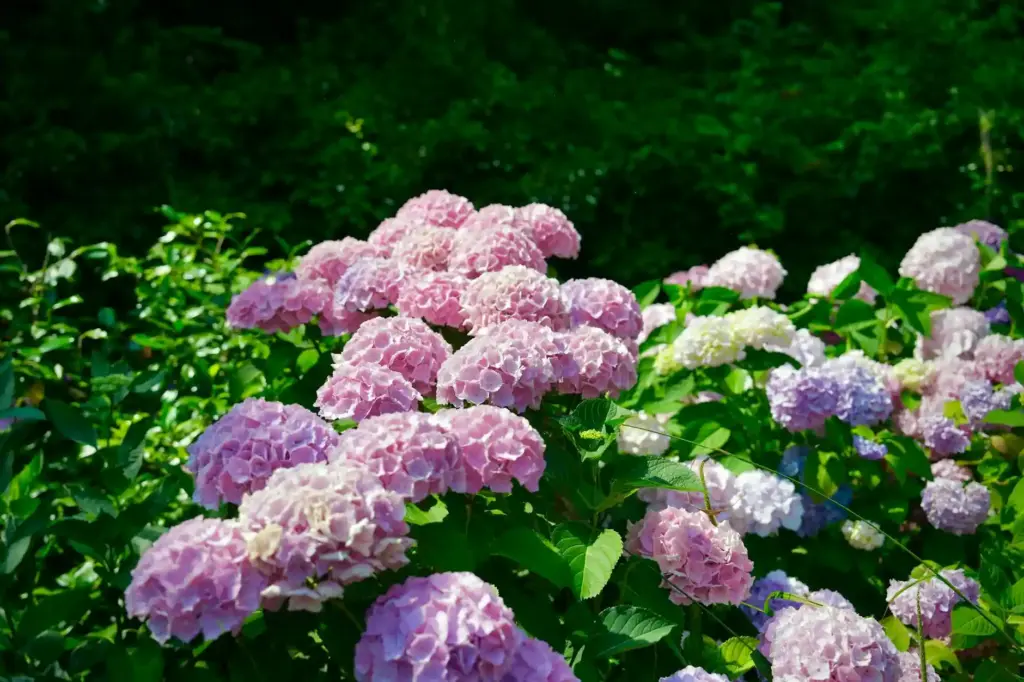 Beautiful hydrangea flowers in full bloom in a vibrant green garden setting.