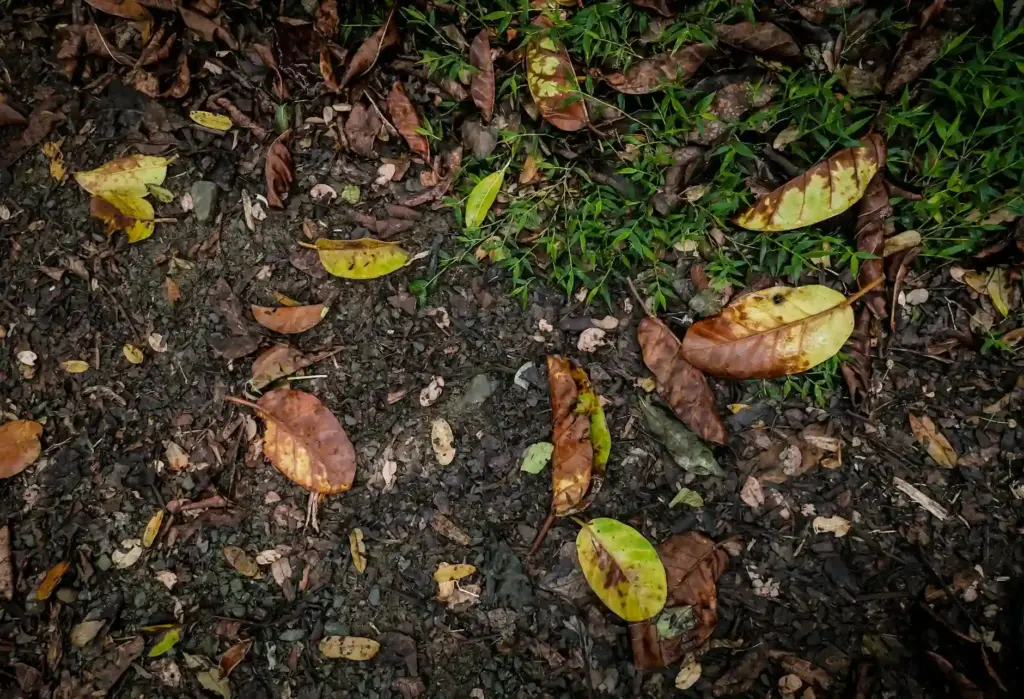 A detailed view of dried and fallen leaves on the ground with green grass in autumn.