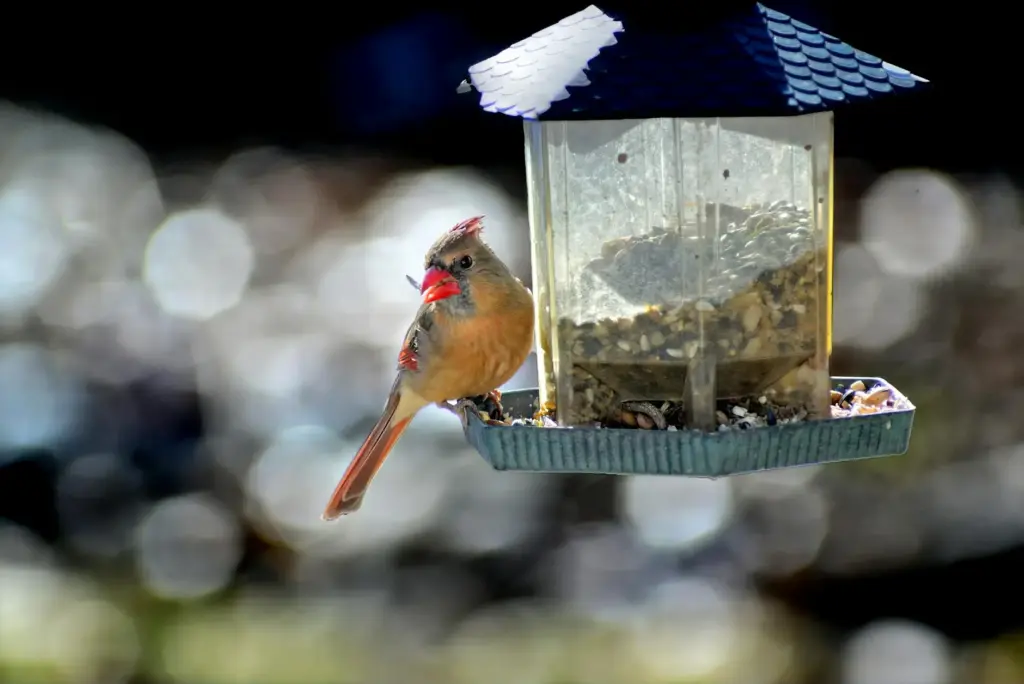 A cardinal enjoying birdseed at a feeder on a bright day in Prairie Village.