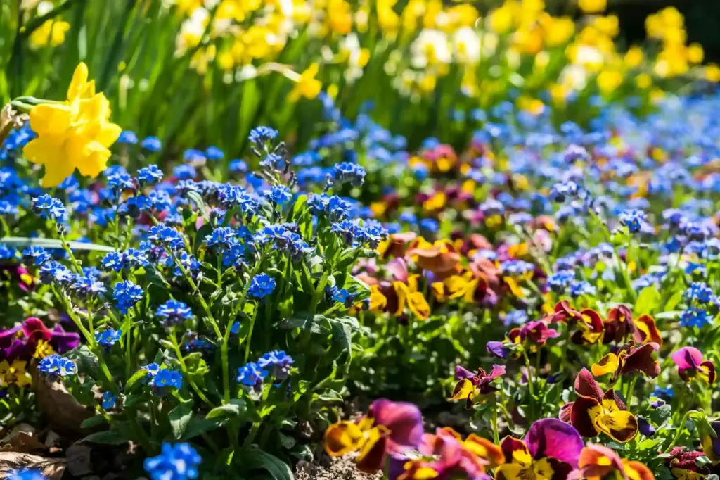 Vibrant flowers in full bloom during spring in a sunny German garden.