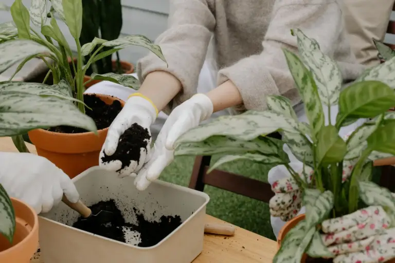 Hands-on gardening workshop focusing on repotting indoor plants using fresh soil.