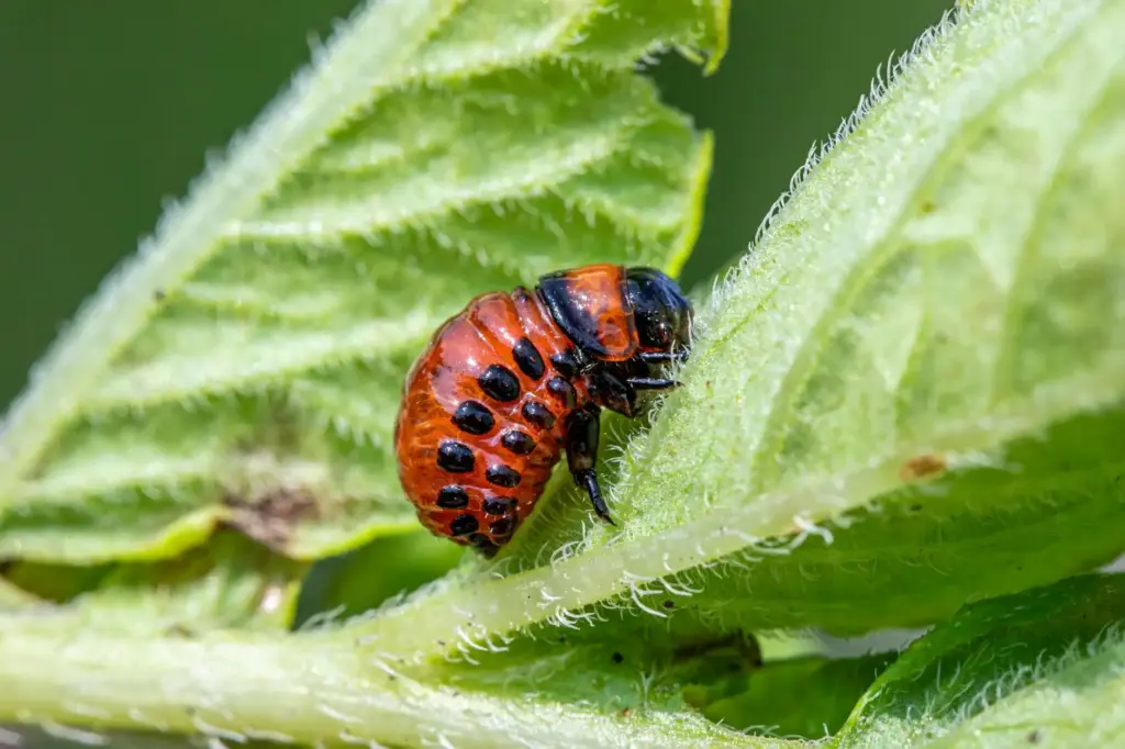 Detailed view of a Colorado potato beetle larvae feeding on a plant leaf.