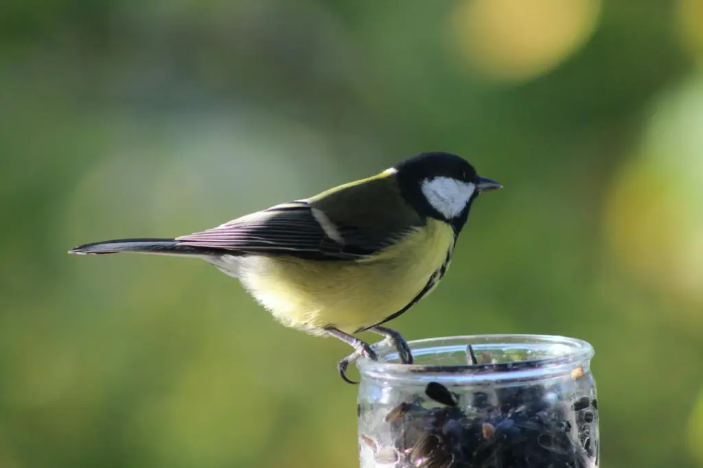 Close-up image of a Great Tit perched on a jar of sunflower seeds against a blurred green background.