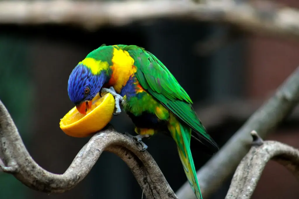 A vibrant lorikeet perched on a branch eating a fruit slice, showcasing vivid colors and natural behavior.