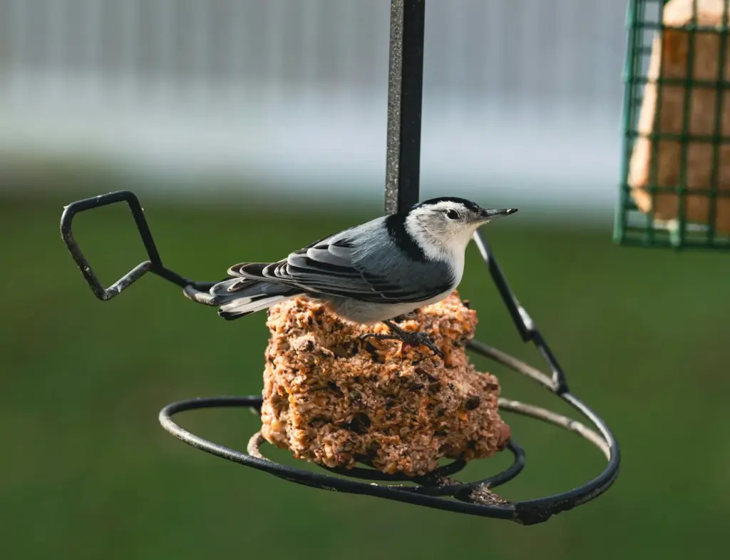 Close-up of a White-Breasted Nuthatch perched on a stacker feeder outdoors.