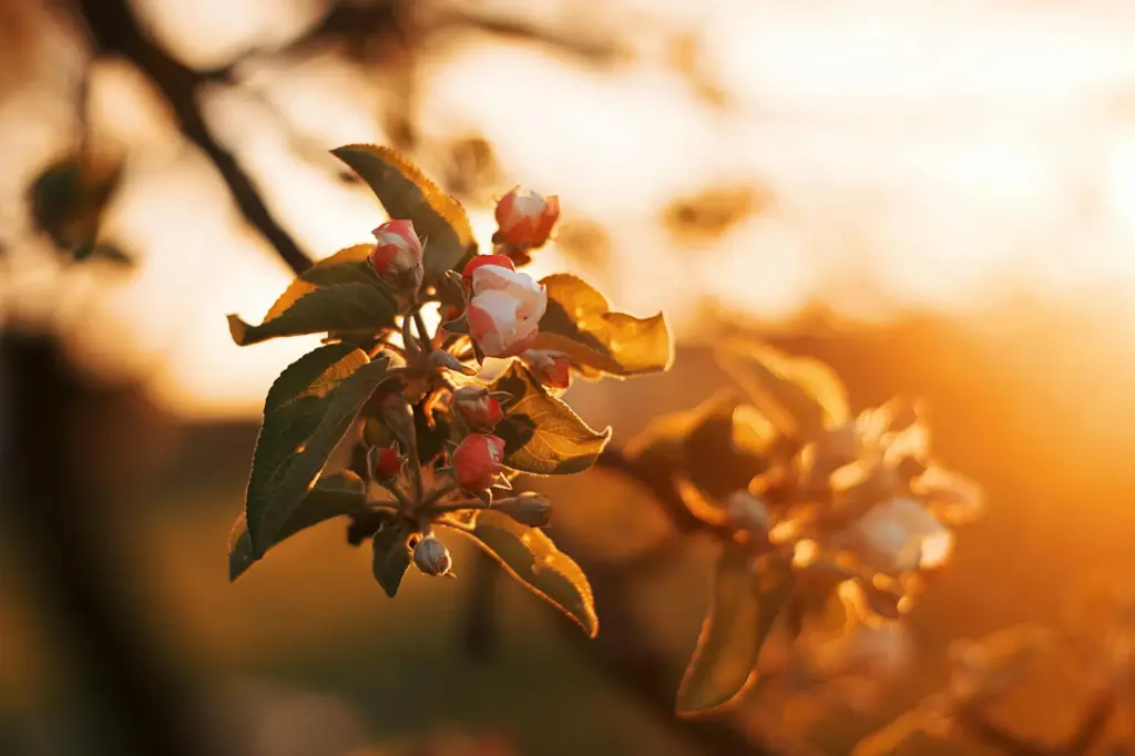 Close-up of a blooming blossom with golden sunset in the background, capturing nature's beauty.