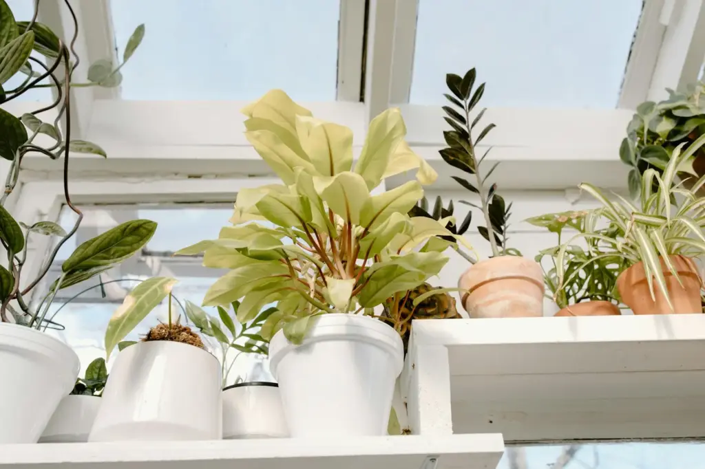 A sunlit indoor garden featuring a variety of potted houseplants on a shelf.