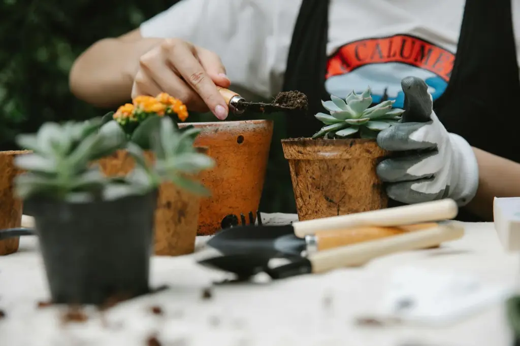 Person potting plants, focusing on succulents and flowers in an outdoor garden setting.