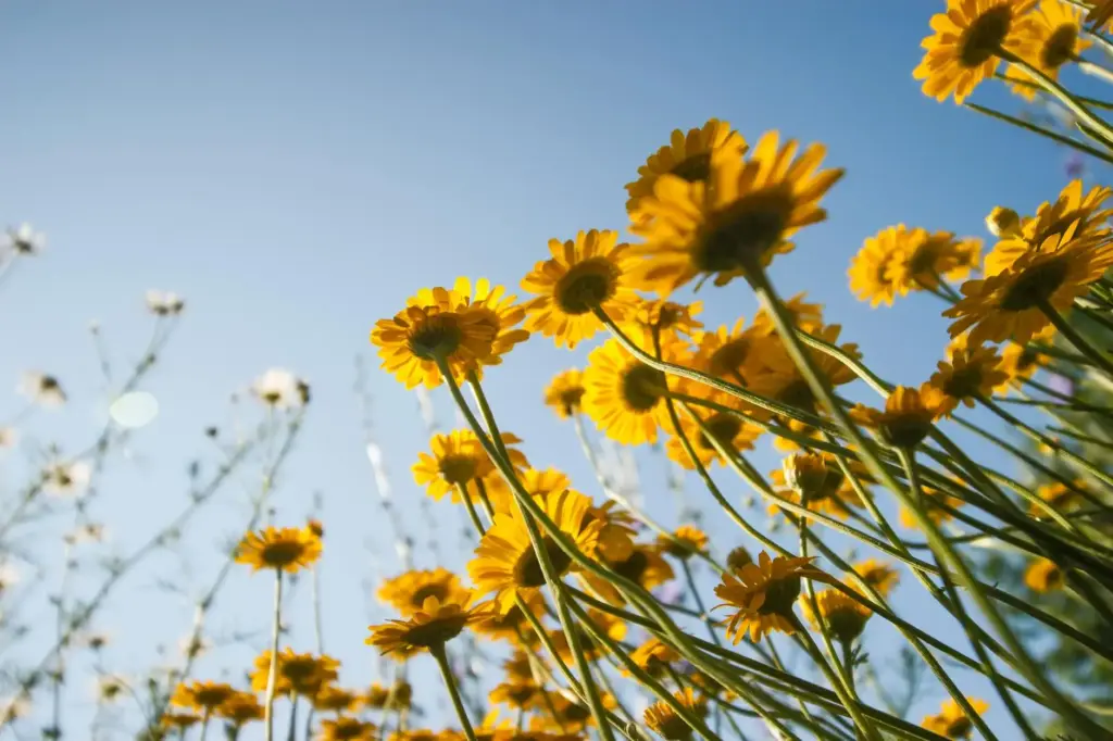 Free stock photo of bright, calm, flower