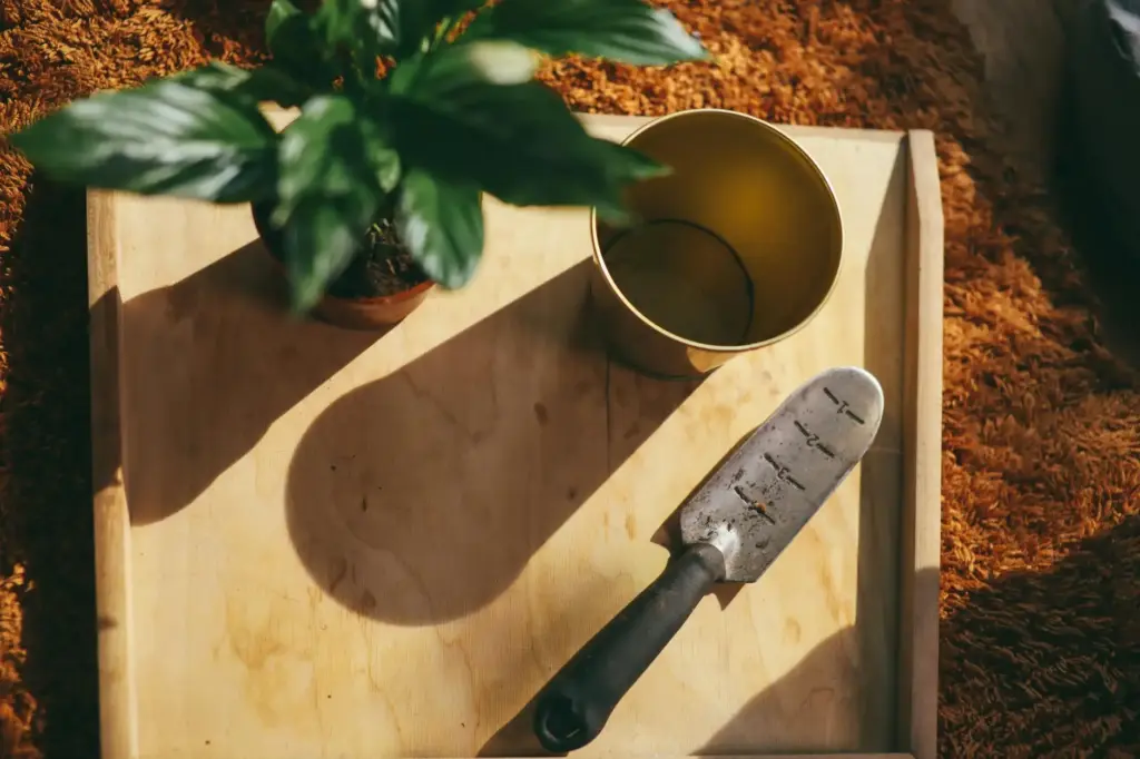 Aesthetic indoor gardening setup featuring a trowel and houseplant.