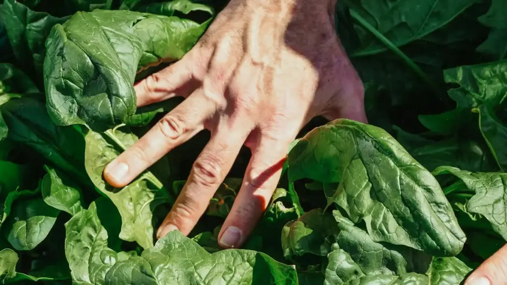 Detailed view of a hand touching lush spinach leaves in natural light.