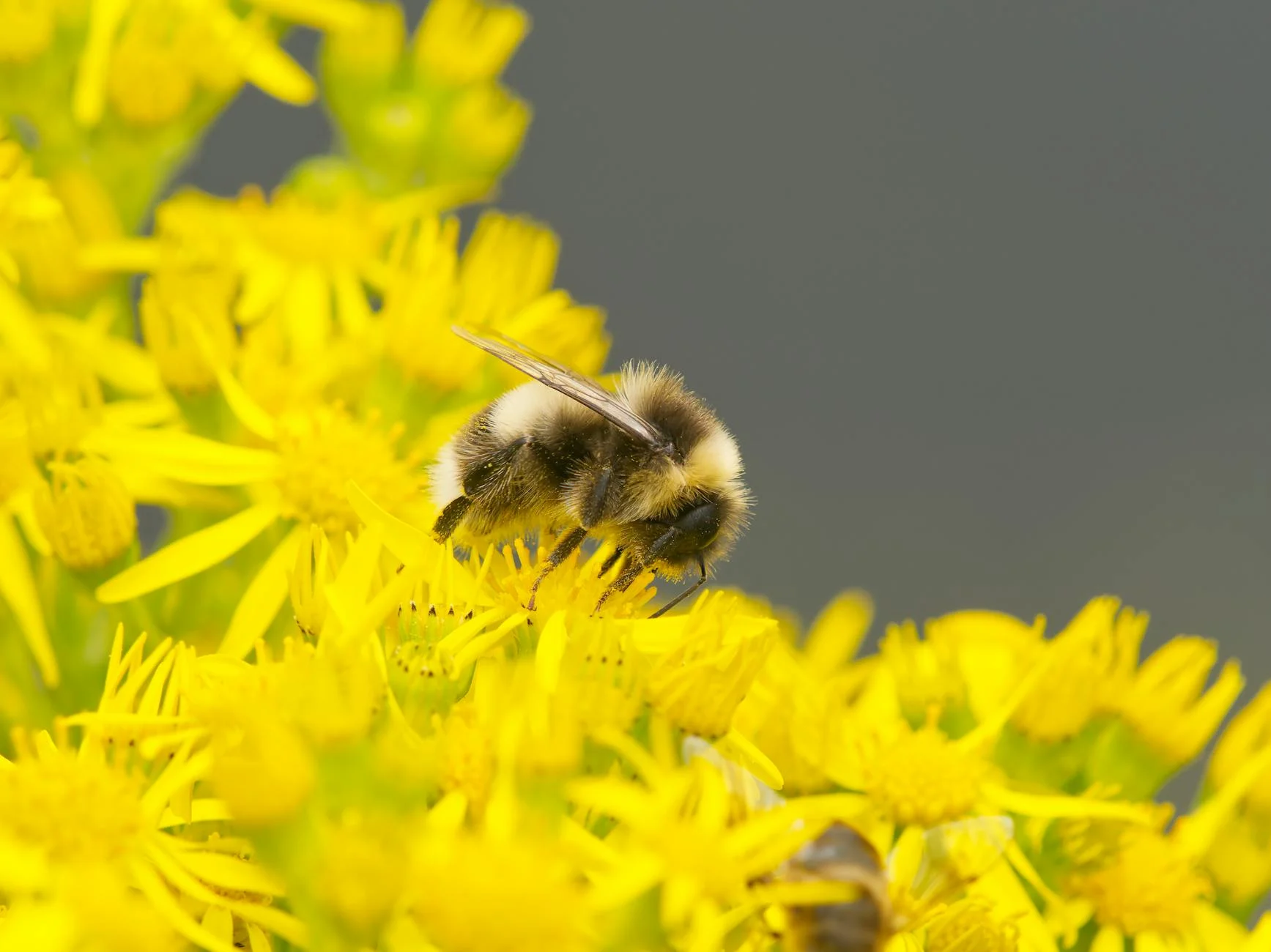 Bee collecting pollen from yellow flowers.