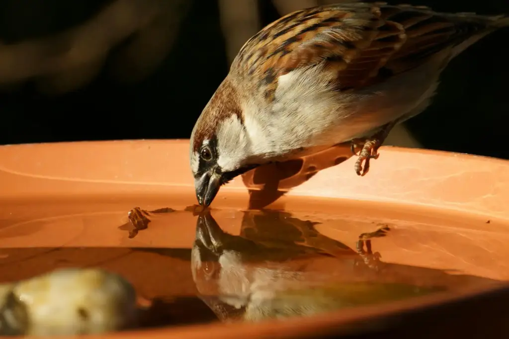 A sparrow sips water from a bird bath, casting a clear reflection.