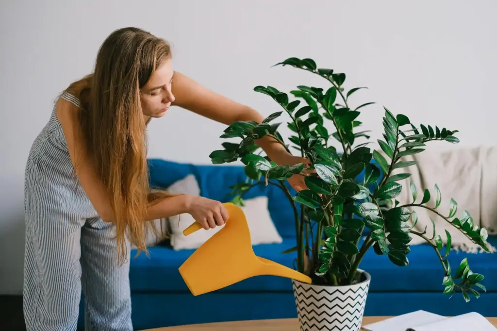 Female using can while caring about plant with green leaves in pot on table in house