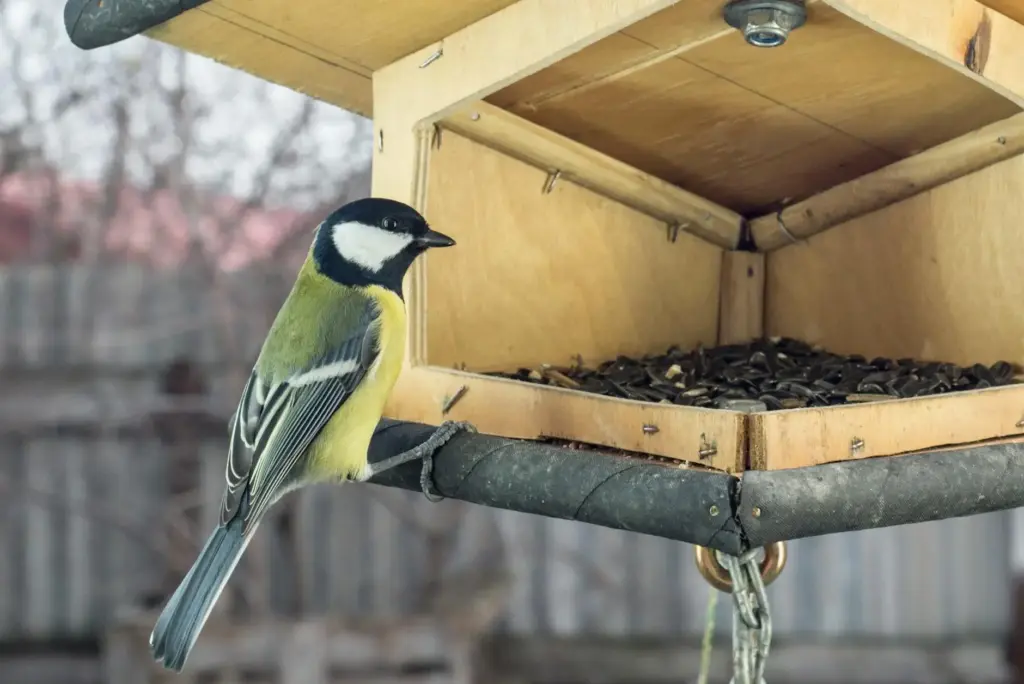 Close-up of a great tit perched on a backyard bird feeder filled with seeds.