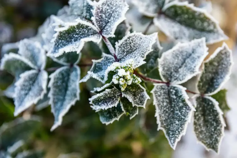 Close-up of frost-covered leaves and buds in a winter garden setting.