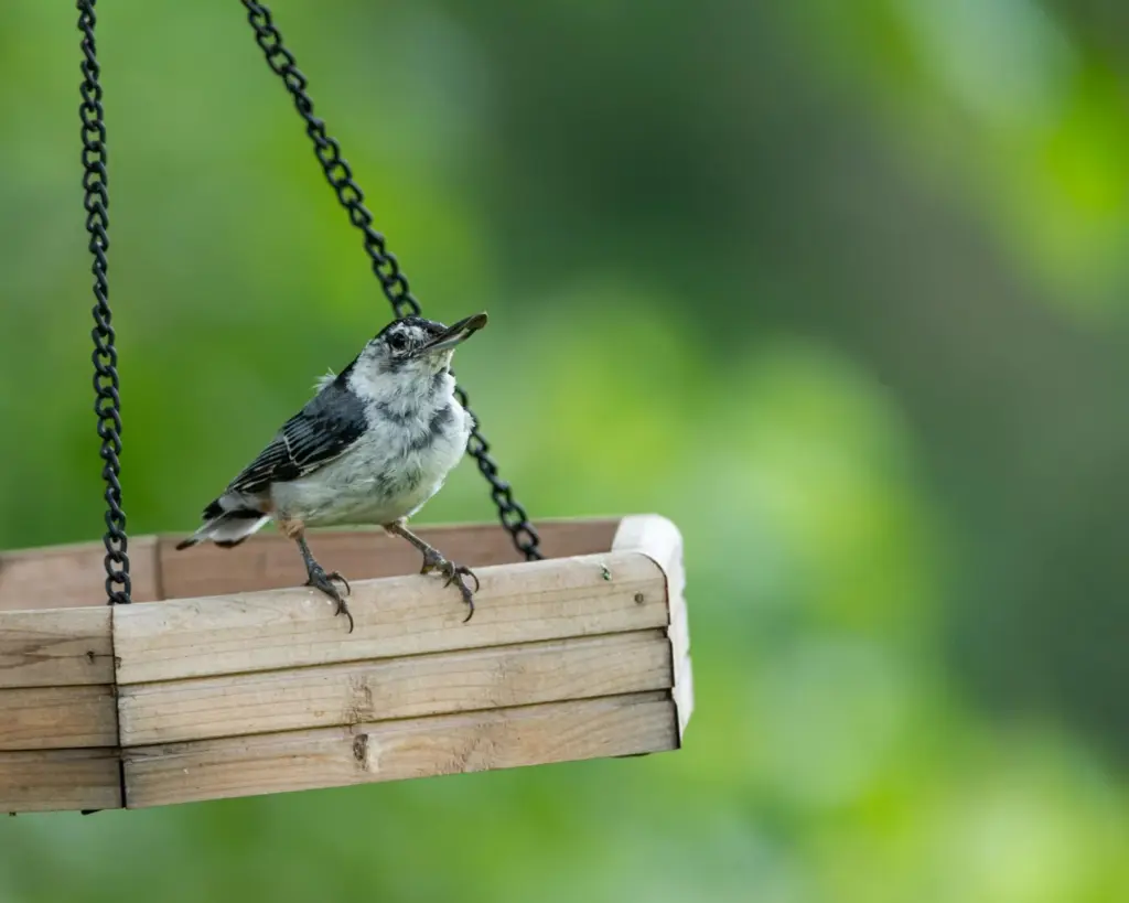 Free stock photo of blue jay, cardinal, common sparrow