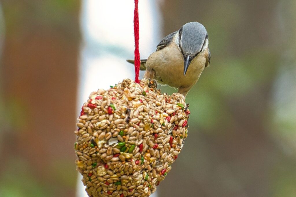 a bird on a diy bird feeder
