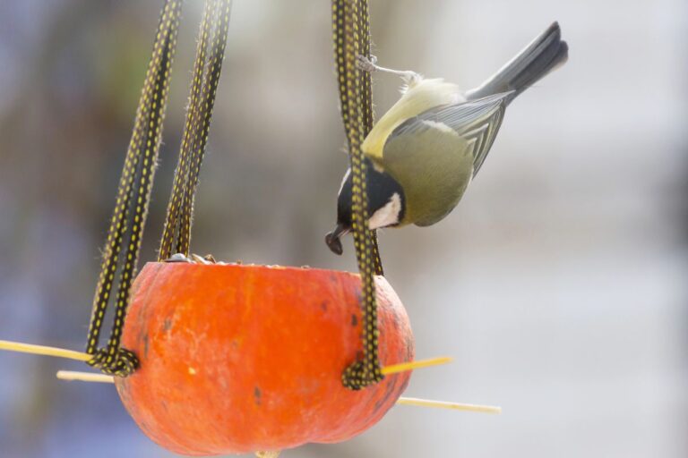 a bird upside down on a diy bird feeder