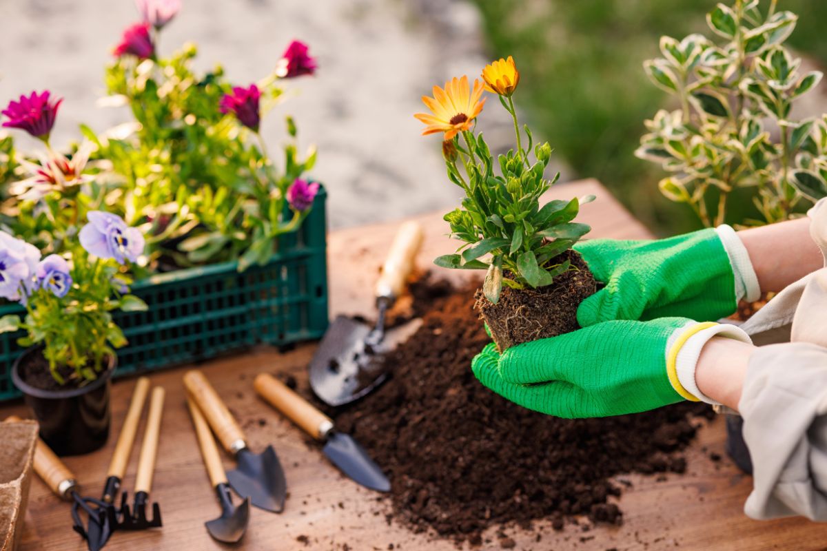 planting flowers with gardening tools