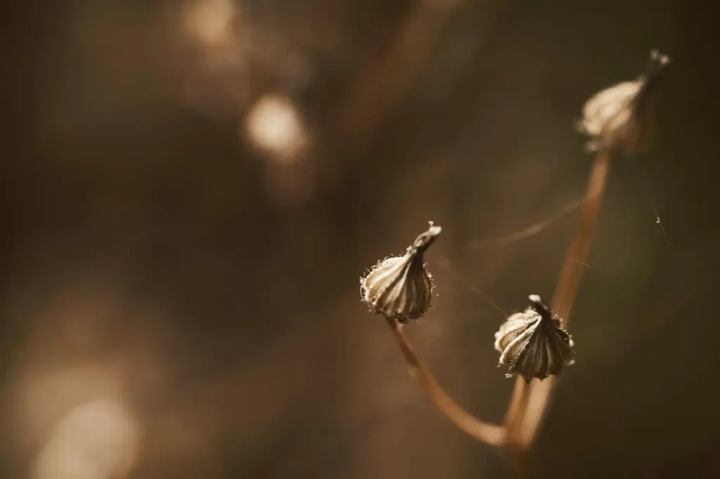 Artistic close-up of dried plant buds with warm tones creating a serene natural mood.