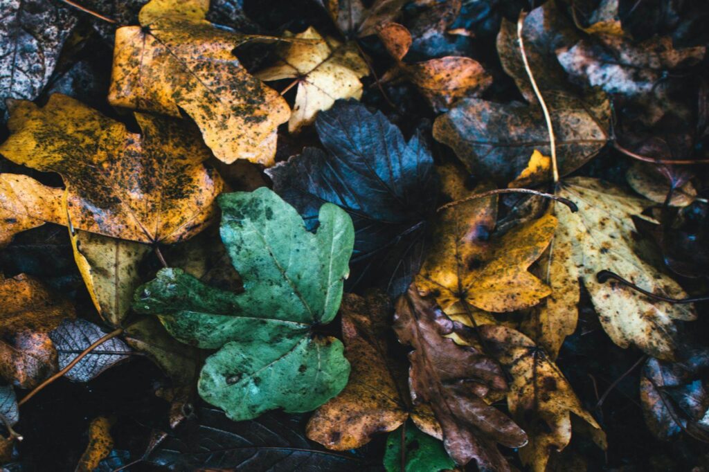 Colorful fallen leaves in an autumn setting, showcasing nature's vibrant decay.