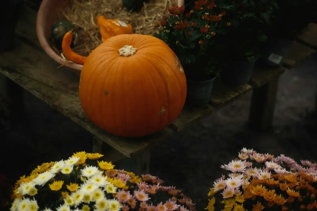 Warm autumn scene with pumpkins and colorful chrysanthemums on a rustic wooden table.