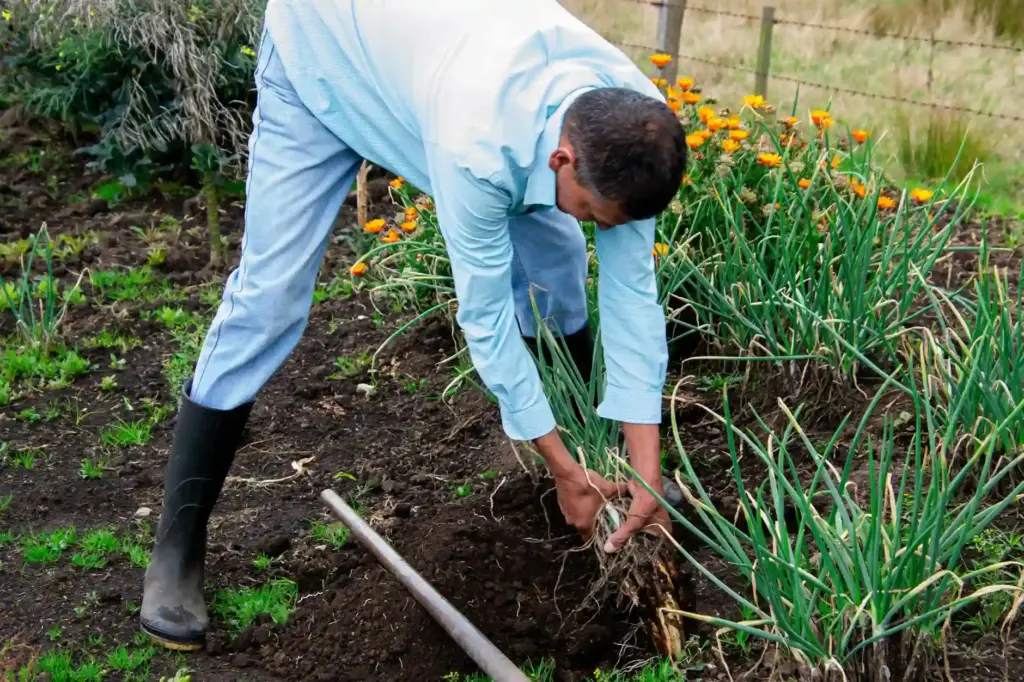 Man working in a field harvesting vegetables, showcasing sustainable farming practices.