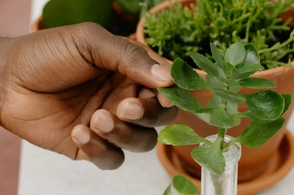 A hand gently holding a vibrant green plant against a blurred background of potted plants.