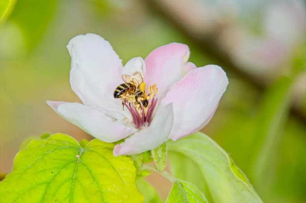 Close-up of a honeybee collecting nectar from a Cydonia flower in spring.