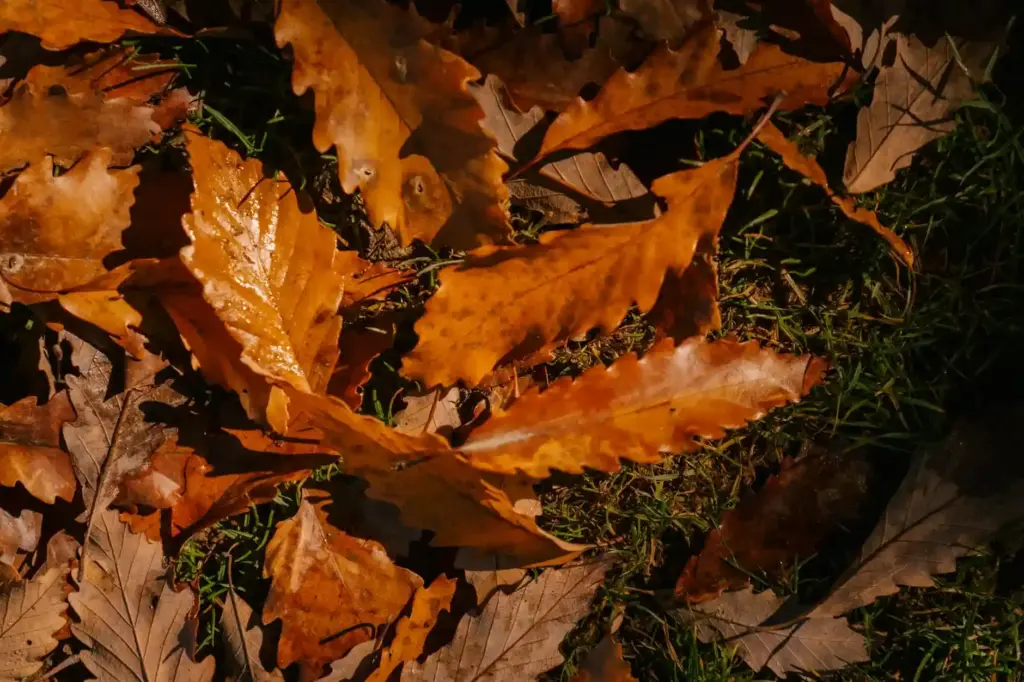 Vibrant autumn leaves scattered across the forest floor, showcasing fall colors.