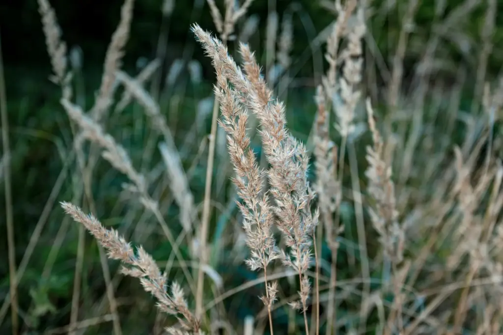 Detailed close-up of wild grass stems in a natural outdoor setting, showcasing texture and selective focus.