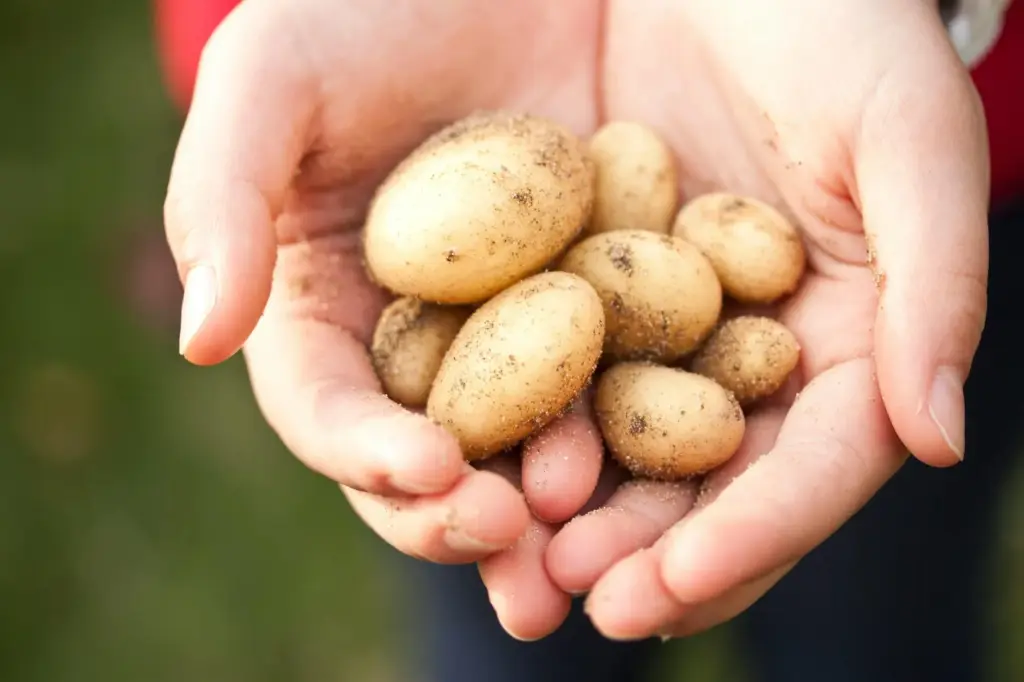 Close-up of freshly harvested baby potatoes held in hands. Ideal for farming and food themes.