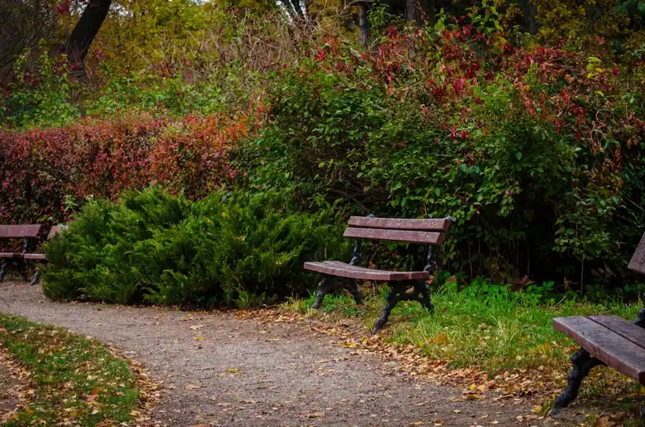 Scenic autumn park pathway lined with wooden benches and vibrant foliage, perfect for a tranquil walk.