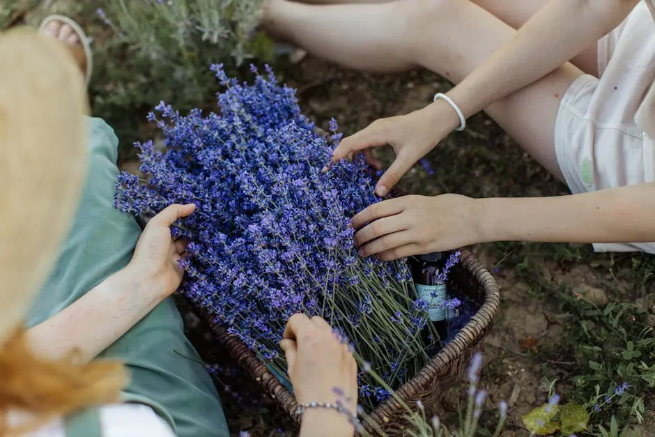 Two people arranging vibrant lavender flowers in a wicker basket outdoors.