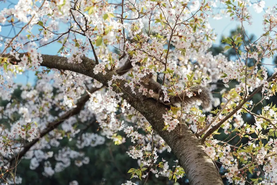 A squirrel climbs through blooming cherry blossoms, capturing the essence of spring nature.