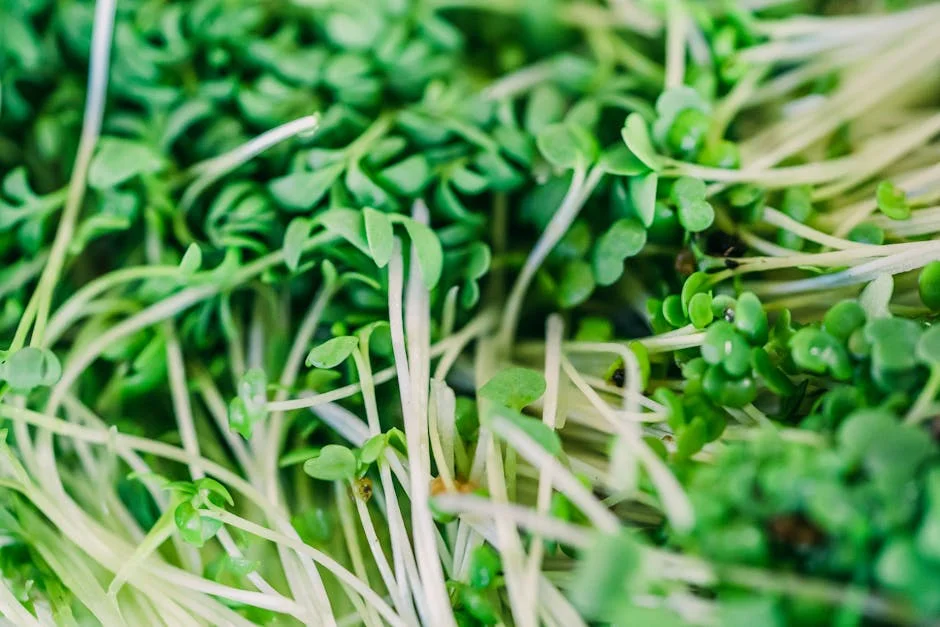 Vibrant close-up of fresh green microgreens showcasing texture and vitality.