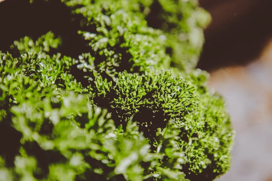 Vibrant close-up of fresh green curly parsley leaves showcasing texture and detail.
