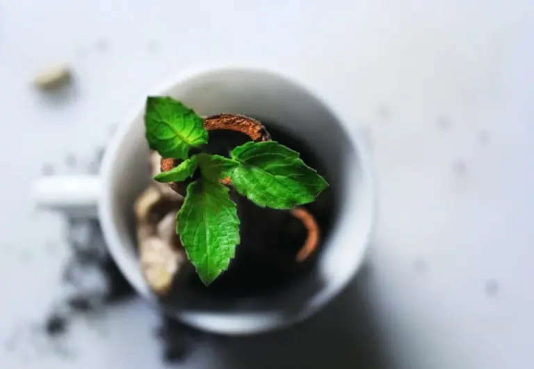 Tips for Growing Herbs Indoors Year-Round: Easy Care for Fresh Flavors Anytime