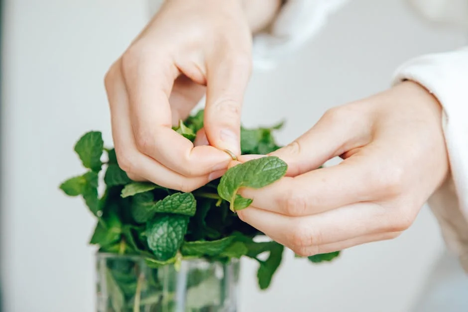 A detailed close-up shot of hands carefully handling fresh mint leaves indoors.