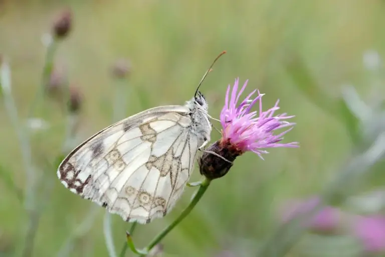 Creating a Pollinator-Friendly Outdoor Garden for Vibrant Wildlife and Beautiful Blooms