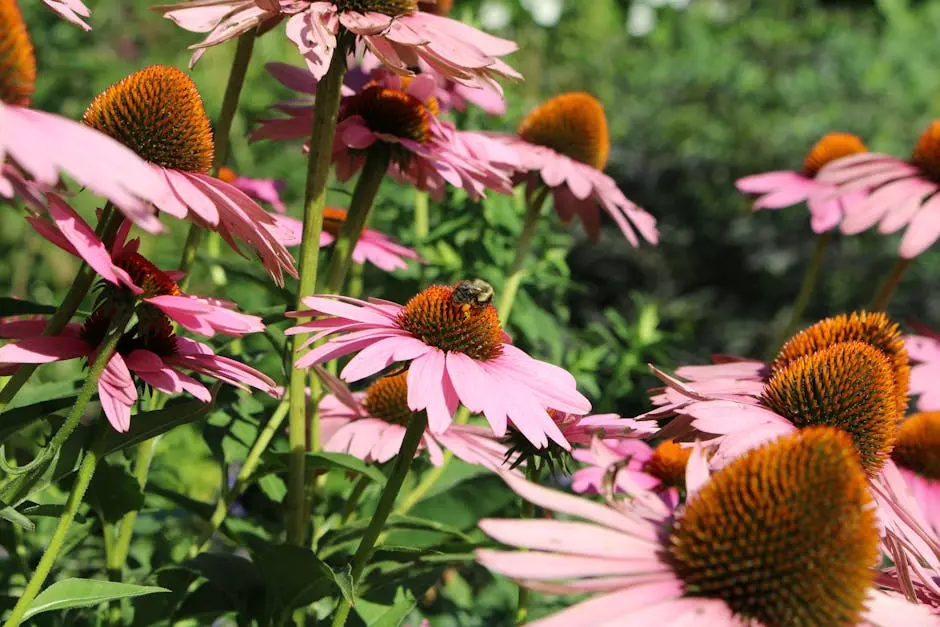 Close-up of vibrant pink coneflowers with a bumblebee in a lush summer garden.