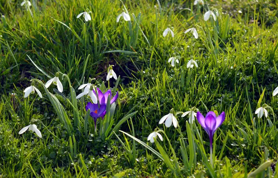 Vibrant purple crocus and delicate snowdrops blooming in a green meadow.