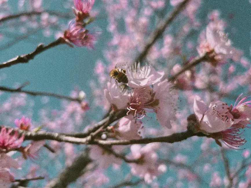 Close-up of a bee gathering nectar from vibrant cherry blossoms on a sunny day.