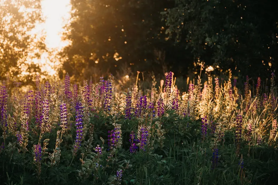 Sunlight bathes a field of purple lupines, creating a serene and warm landscape.